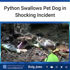 Python Swallows Pet Dog in Shocking Incident.. | Daily News