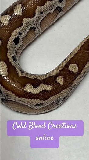 Blood Pythons Available Now #coldbloodcreations #bloodpython #morphmarket