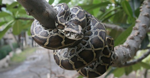 Burmese Python vs Ball Python: What Are the Differences?