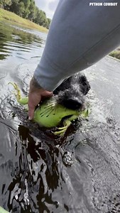 Otto's out here showing these boys how it's done! This dog works so hard each and every day! | Python Cowboy Hunts