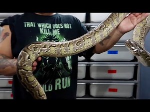 Handling An Adult Super Angry Ball Hybrid! 3 Species Hybrid Python.