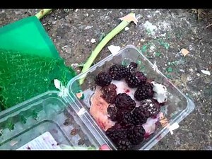 AlanVideo.mp4 tutorial