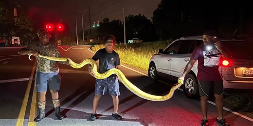 Massive python wrangled near school in South Carolina: Watch wild video here