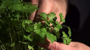 Everything You Need to Know About Parsley | Britannica