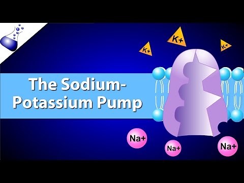 The Sodium-Potassium Pump