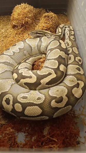 Lesser Possible Mahogany Ball Python — Breeding Update 🐍🔥 | Is She Gravid?