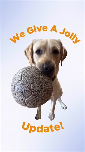 Guiding Eyes for the Blind on Instagram: "We’re thrilled to share an exciting update from the We Give a Jolly @jollypets campaign! The pups at Guiding Eyes received NINE boxes of goodies donated by Jolly Pets after YOUR purchases in December! Of course, we had to bring a few boxes up to the Canine Development Center so they could share in the bounty! Safe to say, they were a hit! Video Description: 1] light blue graphic with male yellow lab Yeller holding a large Jolly Pets Soccer Ball in his mo