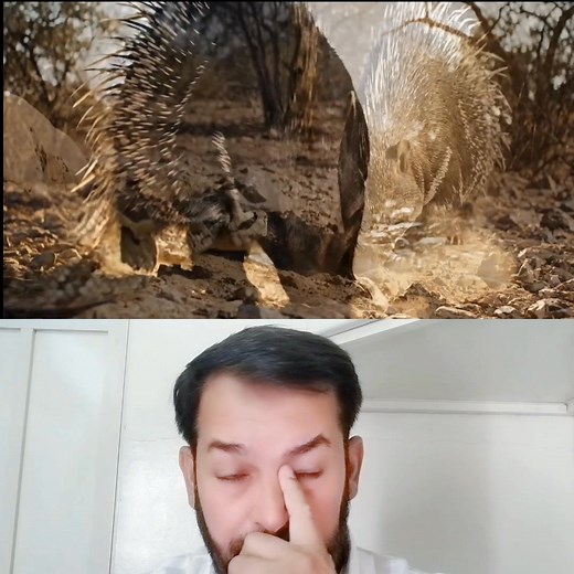 69K views · 1.3K reactions | Ajgar saamp lad raha hai sahi se Giant Porcupine vs King Python – Jungle_s Ultimate Battle Ends in Unbelievable Monkey Rescue_(郎藍 #trendingnow #viralreelschallenge #videoviralシ #facebookviral #like #tiktok #share | Sajid Ali | Facebook