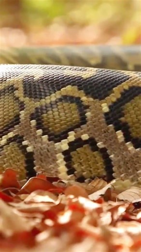 Python Snake Movment ASMR sound #python #asmr
