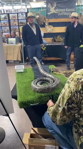 The boys did a python attack on Amish Jackie Chan and he killed our snake 😂. Day 2 of python attacks at the Great American Outdoor Show @nra_gaos Visit PythonCowboy.com to book your adventure! | Python Cowboy Hunts
