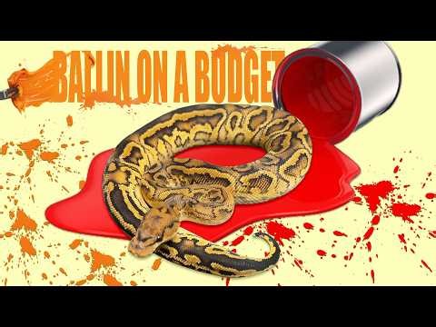 Premium Ball Pythons Without the Premium Price