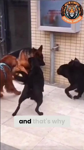 True Alpha in Action!