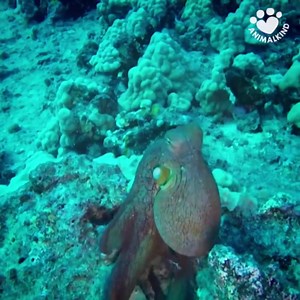 Watch this octopus change colors right before your eyes