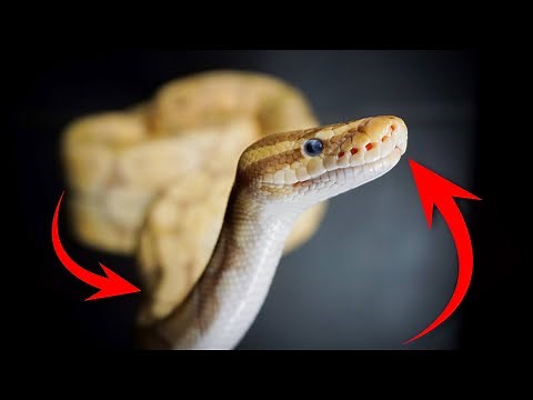 CONCERNING Ball Python Body Language