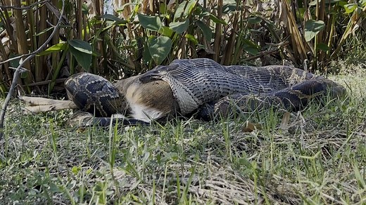 Invasive python caught swallowing deer in Southwest Florida