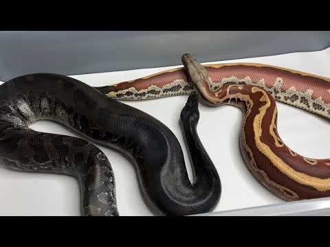 Black Blood vs. Red Blood Pythons?!?!