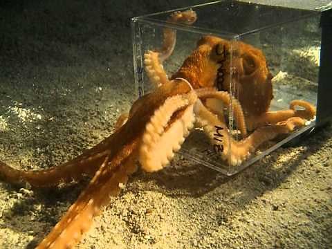 Octopus escaping through a 1 inch diameter hole