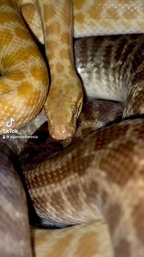 Adam’s pythons on TikTok