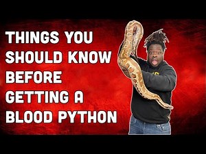 THINGS YOU SHOULD KNOW BEFORE GETTING A BLOOD PYTHON!!