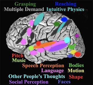Lecture 1: Introduction | The Human Brain | Brain and Cognitive Sciences | MIT OpenCourseWare