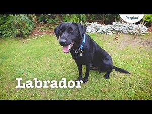 Labrador Puppies & Dogs | Breed Facts & Information | Petplan