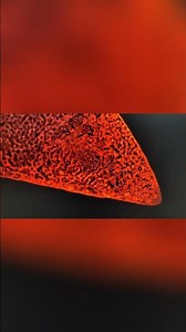 Mshot MF52-N Inverted Fluorescence Microscope: Perfect for Cell Climbing Slice Observation