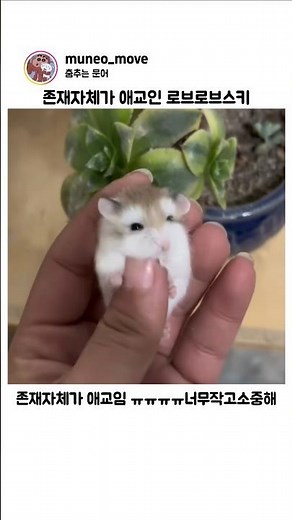 길들이기 제일 어렵다는 1티어 햄찌 #웃긴짤 #웃긴영상 #cute #hamster