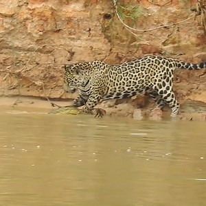Jaguar pounces on swimming anaconda in savage attack | The Independent