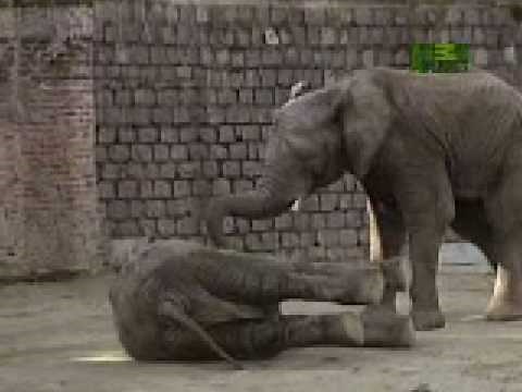 Electrocuted Elephant