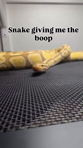 Pebble giving me the boop #ballpython #snake #reptile #python #reptilekeeper | Black Lake Reptiles