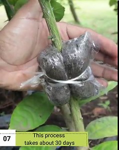 175K views · 3K reactions | An easy way to root a plant, you can do it | Grafting Examples | Facebook