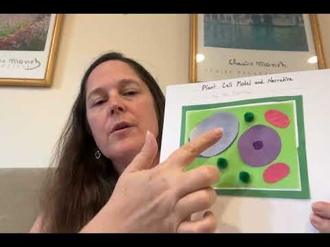 Plant Cell Model Project Steps 1 5 7th grade
