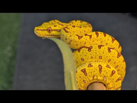 Green Tree Python - Unboxing our new arrival, Sprout!