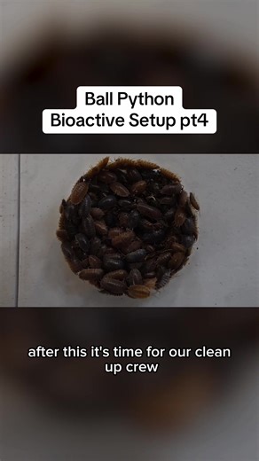 Ball python bioactive setup pt 4 #bioactive #python #pythons #ballpython