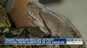 20-foot-long python found in garage