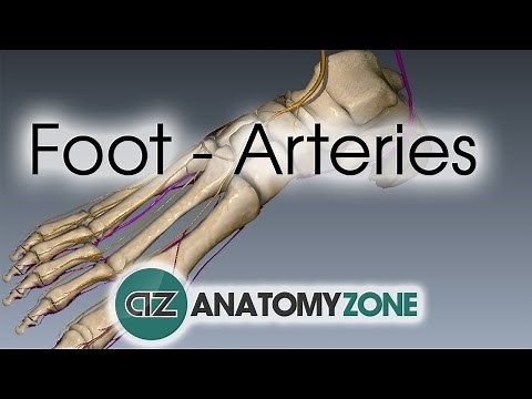 Foot Arteries - 3D Anatomy Tutorial