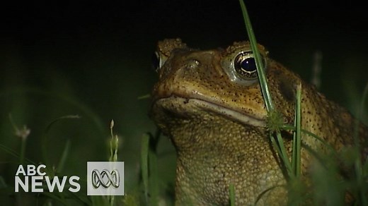 As the cane toad continues its march across Australia, travelling up to 60 kilometres a year, it is not bad news for all animals in its path. Full story: http://www.abc.net.au/news/2017-03-04/native-animals-bouncing-back-after-cane-toad-havoc/8317384 | ABC Darwin