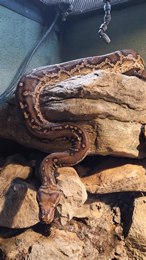 Looks like the cooler weather is having a positive effect on our Angolan pythons (Python anchietae) | Reptilandia Reptile Lagoon