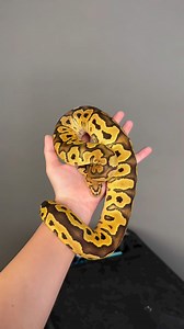 1.0 Lace Clown 2023 ก็มีน้า ใึครยังไม่มีLace Clown ห้ามพลาด | Sexy Ball Python