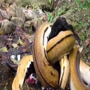 Giant python attacks and swallows a chicken Join my group :👉👉👉 Animals Kingdom 👈👈👈 Thank you so much 😍 | True Moments