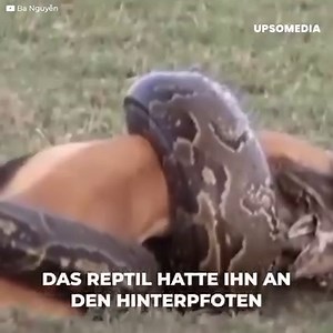 1M views · 4.5K reactions | "Sie war auf der Suche nach ihrem Mittagessen, er wollte noch einen Tag leben. Eine Python fing auf einer Wiese einen Hund. Um nichts in der Welt würde er seine 'Umarmung' lösen. Aber dieser pelzige Hund sollte sich als erbitterter Widersacher erweisen." | Der Kiwi | Facebook
