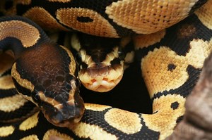 Ball Python Morph History - Reptiles Magazine