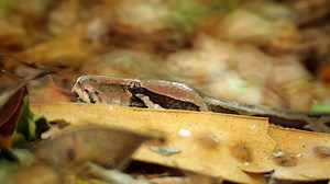 An Indian rock python stalks a rare forest creature, the world smallest pig. | National Geographic Animals