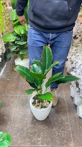 142K views · 1.8K reactions | عروض الشجر يوم الاثنين والثلاثاء 華❤️ #هنلسوع  العنوان: الاسكندرية السيوف شماعة فتحة الفلكي شارع حلواني لارين بجوار احذية احمد علام و دا لوكيشن علشان توصل بسهولة https://maps.app.goo.gl/usspeAmNWRuaQi6M9 رقم التليفون: 033365021 واتساب: 012 00256235 | Tree House - تري هاوس | Facebook