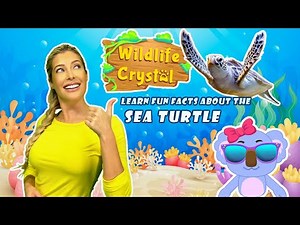 Sea Turtle Facts