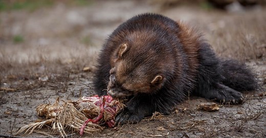 Exploring the Life and Diet of the Wolverine: Nature's Resilient Scavenger
