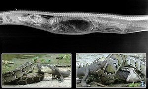 X-ray images show what happens after python swallows alligator whole
