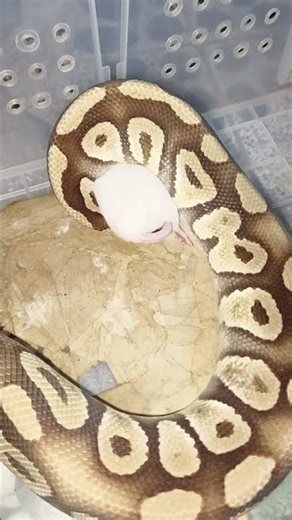 Ball python eating a white mouse 🐀#reptiles #ballpython