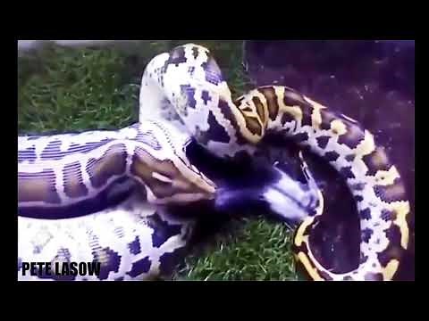 Python Swallows Dog