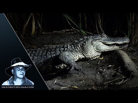 Alligator Mother Protecting Hatchlings 03